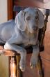 dog weimaraner