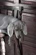 dog weimaraner