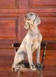 dog weimaraner