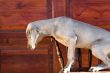 dog weimaraner