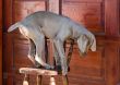 dog weimaraner