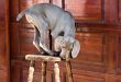 dog weimaraner