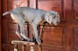 dog weimaraner