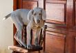 dog weimaraner
