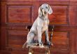 dog weimaraner