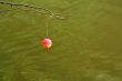 Hanging Fishing Bobber