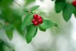Red Berries