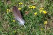 Canadian Goose Feather