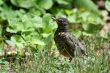 Baby Robin