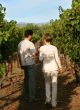 Couple At Vineyard
