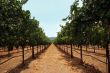 Vineyard