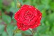 red rose