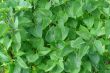 green leaves