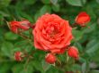 red rose