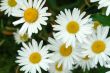 chamomiles