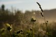 Cobweb