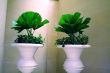 Potted plants