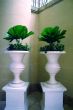 Potted plants
