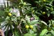 Plum limes