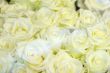 Sweet Roses