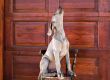 dog weimaraner