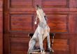 dog weimaraner