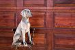 dog weimaraner