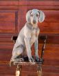 dog weimaraner