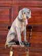 dog weimaraner