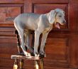 dog weimaraner