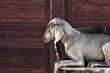 dog weimaraner