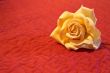 Flower on red background