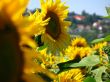 field of sunflowers