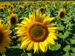 flower of the sun
