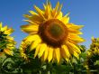 sunflower on sky