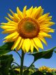 sun flower