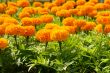 flowers field