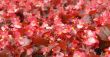 Red flowers