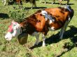 cow with cow bell