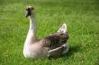 Goose Sitting Down