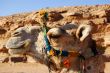 Camel Head Profile, Egypt
