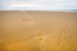 footprints on a wild beach