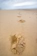 footprints on a wild beach