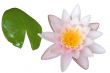 waterlily isolated candidissima rosea