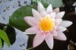 pink waterlily candidissima rosea
