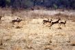 impala springbok antelope