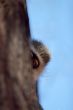 vervet monkey