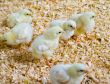 Baby chicken