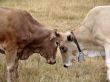 Bull fight