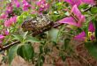 Chameleon